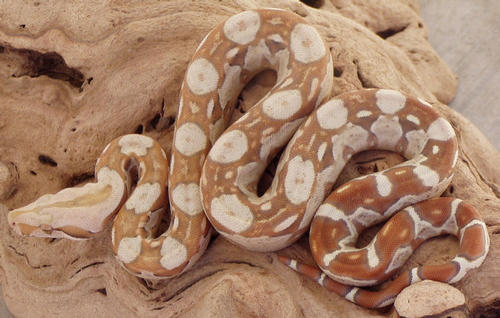 cool boa constrictor morphs